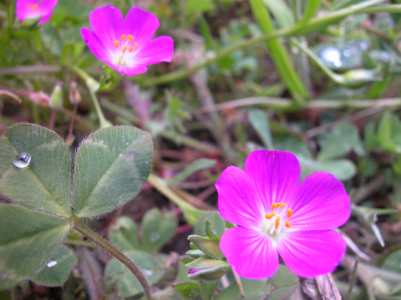 DSCN0044