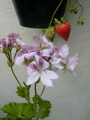 DSCN4268
