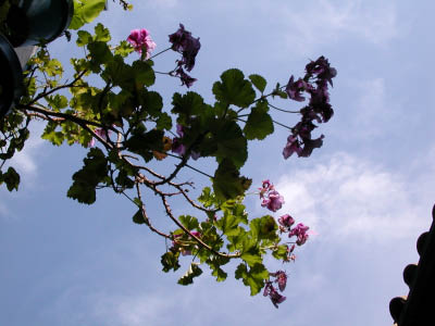 DSCN4279
