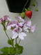 DSCN4268