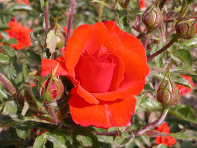 DSCN4415