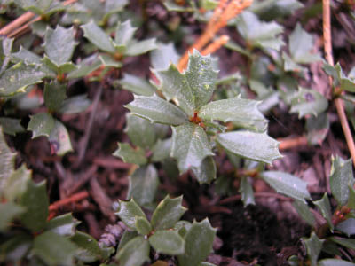 DSCN0061