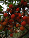 DSCN0007